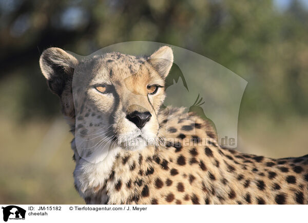 Gepard / cheetah / JM-15182