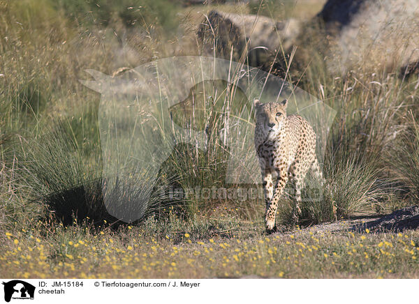 Gepard / cheetah / JM-15184