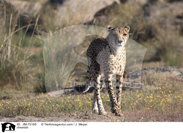 cheetah / JM-15185