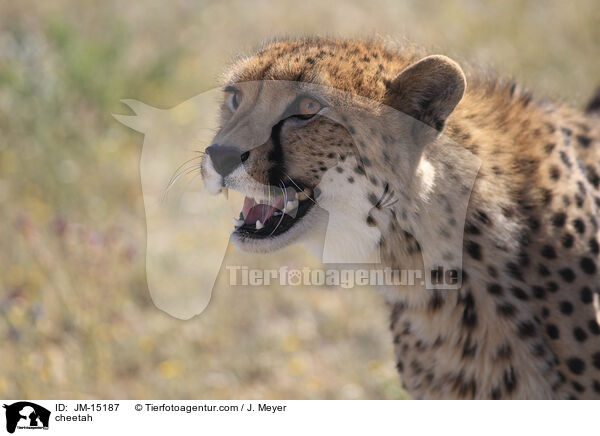 Gepard / cheetah / JM-15187