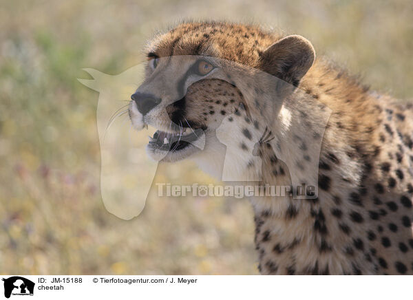 Gepard / cheetah / JM-15188