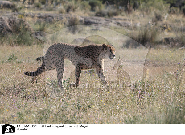 Gepard / cheetah / JM-15191