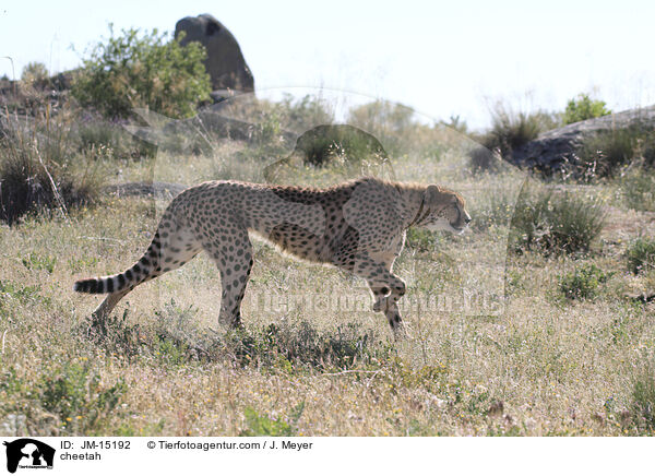cheetah / JM-15192