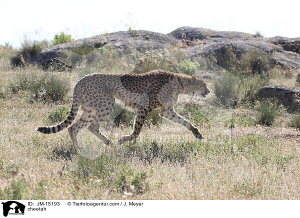 cheetah / JM-15193