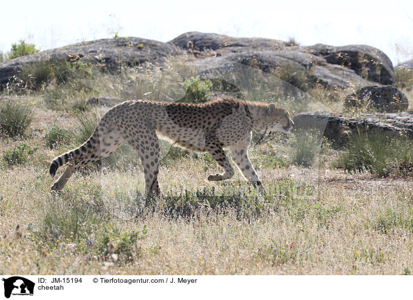 Gepard / cheetah / JM-15194