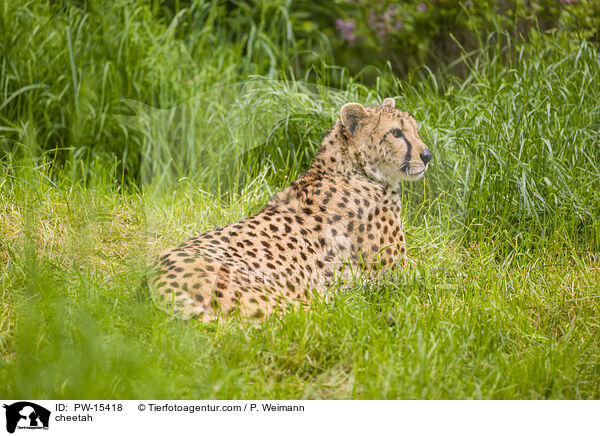 Gepard / cheetah / PW-15418