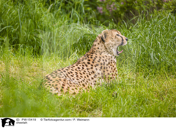 Gepard / cheetah / PW-15419