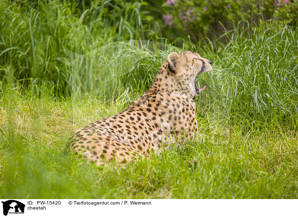 Gepard / cheetah / PW-15420