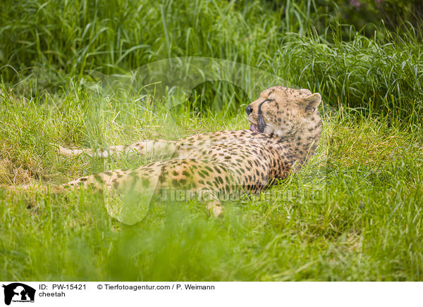Gepard / cheetah / PW-15421