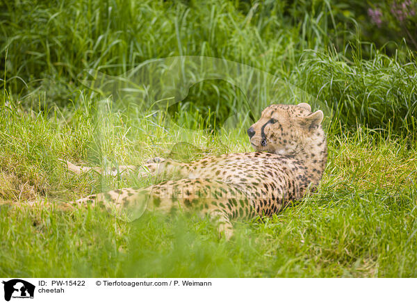 Gepard / cheetah / PW-15422