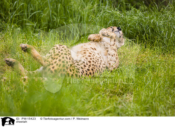cheetah / PW-15423