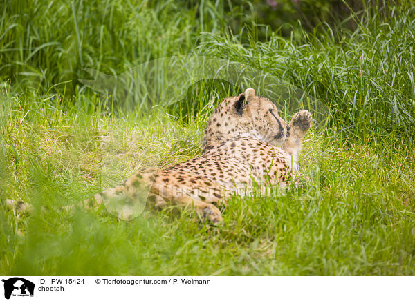 cheetah / PW-15424