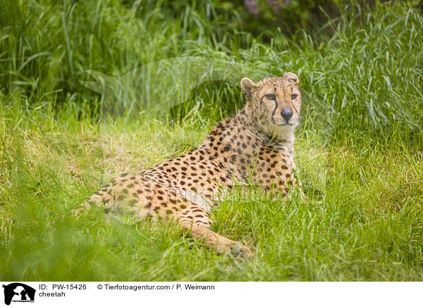 Gepard / cheetah / PW-15426