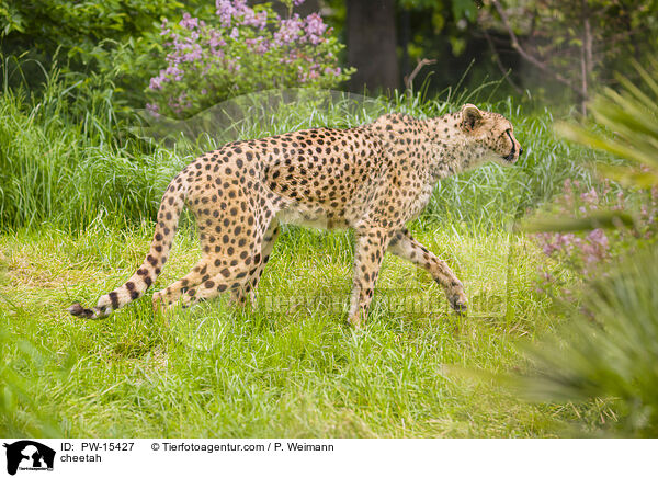 cheetah / PW-15427