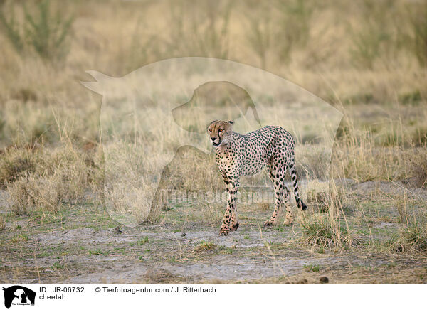 Gepard / cheetah / JR-06732