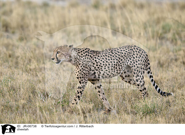 cheetah / JR-06738