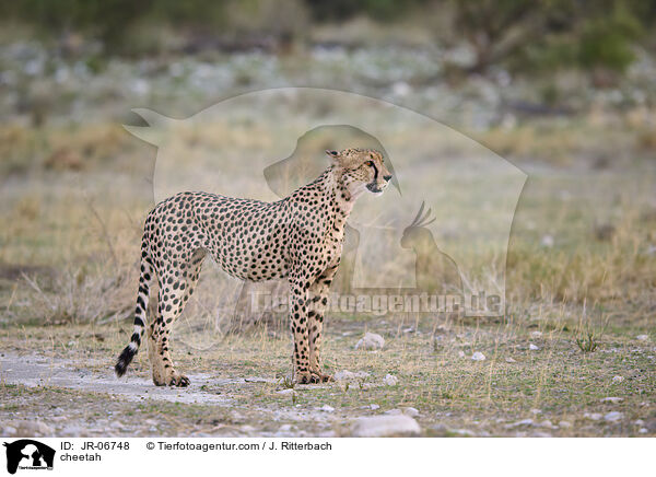 Gepard / cheetah / JR-06748