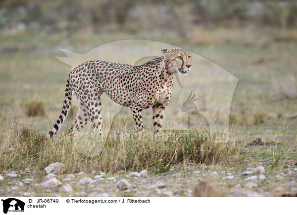 Gepard / cheetah / JR-06749