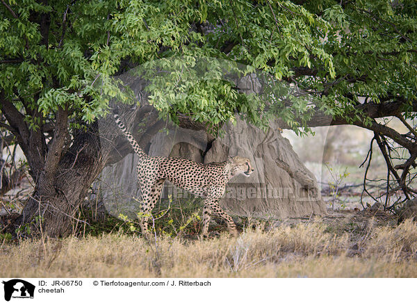 Gepard / cheetah / JR-06750