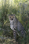 sitting cheetah