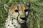 cheetah portrait