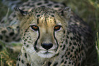 cheetah portrait