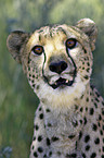 cheetah portrait