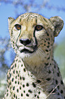 cheetah portrait