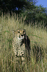 standing cheetah