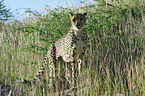 standing cheetah