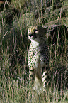 sitting cheetah