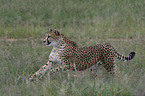 running cheetah