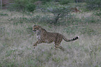 running cheetah