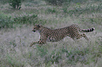 running cheetah