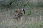 running cheetah