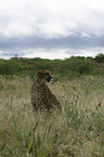 sitting cheetah