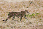 hunting-leopard