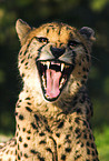 hunting-leopard