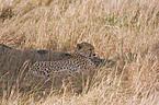 hunting-leopard