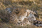 hunting-leopard