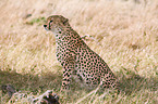 hunting-leopard