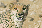 cheetah portrait