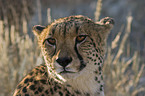 cheetah portrait