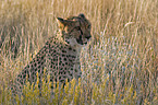 cheetah