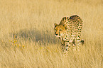 cheetah