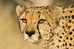 cheetah portrait