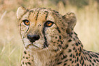 cheetah portrait