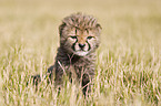 young cheetah