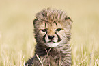 young cheetah