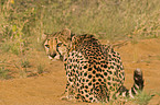 cheetah